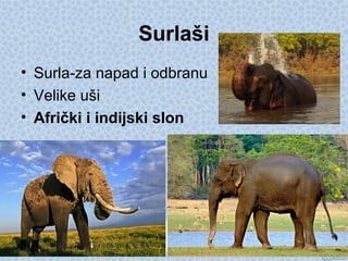 Surlaši
• Surla-za napad i odbranu
• Velike uši
• Afrički i indijski slon
 