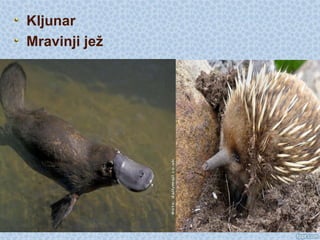 Kljunar
Mravinji jež
 