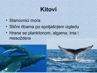 Kitovi
• Stanovnici mora
• Slični ribama po spoljašnjem izgledu
• Hrane se planktonom, algama, ima i
mesoždera
 