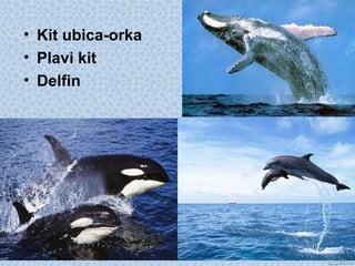 • Kit ubica-orka
• Plavi kit
• Delfin
 
