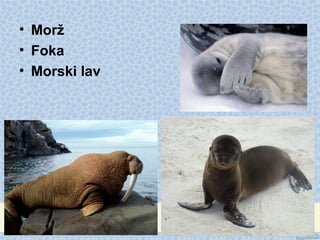 • Morž
• Foka
• Morski lav
 