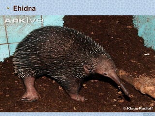 Ehidna
 