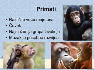 Primati
• Različite vrste majmuna
• Čovek
• Najsloženija grupa životinja
• Mozak je posebno razvijen
 