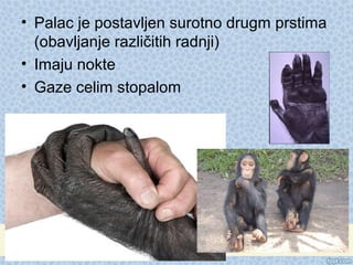 • Palac je postavljen surotno drugm prstima
(obavljanje različitih radnji)
• Imaju nokte
• Gaze celim stopalom
 