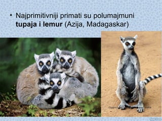 • Najprimitivniji primati su polumajmuni
tupaja i lemur (Azija, Madagaskar)
 