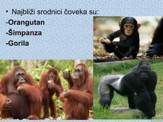 • Najbliži srodnici čoveka su:
-Orangutan
-Šimpanza
-Gorila
 