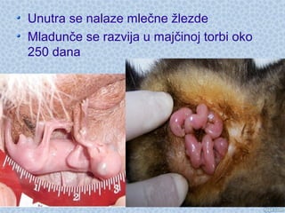 Unutra se nalaze mlečne žlezde
Mladunče se razvija u majčinoj torbi oko
250 dana
 