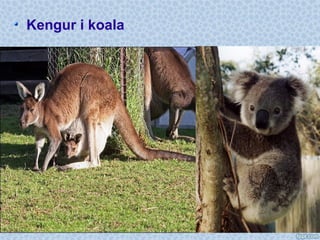 Kengur i koala
 