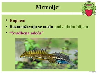 Mrmoljci
• Kopneni
• Razmnožavaju se među podvodnim biljem
• “Svadbena odeća”
 