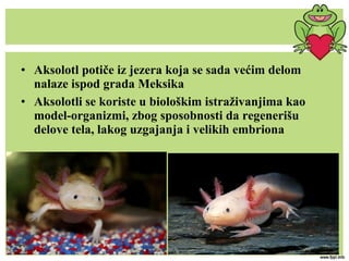 • Aksolotl potiče iz jezera koja se sada većim delom
nalaze ispod grada Meksika
• Aksolotli se koriste u biološkim istraživanjima kao
model-organizmi, zbog sposobnosti da regenerišu
delove tela, lakog uzgajanja i velikih embriona
 