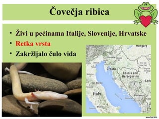 Čovečja ribica
• Živi u pećinama Italije, Slovenije, Hrvatske
• Retka vrsta
• Zakržljalo čulo vida
 
