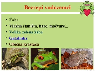Bezrepi vodozemci
• Žabe
• Vlažna staništa, bare, močvare...
• Velika zelena žaba
• Gatalinka
• Obična krastača
 