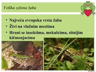 Velika zelena žaba
• Najveća evropska vrsta žaba
• Živi na vlažnim mestima
• Hrani se insektima, mekušcima, sitnijim
kičmenjacima
 