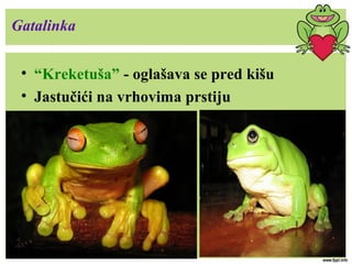 Gatalinka
• “Kreketuša” - oglašava se pred kišu
• Jastučići na vrhovima prstiju
 