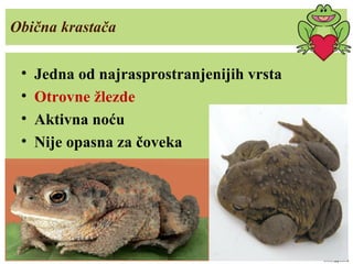 Obična krastača
• Jedna od najrasprostranjenijih vrsta
• Otrovne žlezde
• Aktivna noću
• Nije opasna za čoveka
 