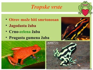Tropske vrste
• Otrov može biti smrtonosan
• Jagodasta žaba
• Crno-zelena žaba
• Prugasta gumena žaba
 