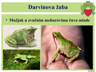 Darvinova žaba
• Mužjak u zvučnim mehurovima čuva mlade
 
