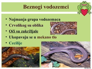 Beznogi vodozemci
• Najmanja grupa vodozemaca
• Crvolikog su oblika
• Oči su zakržljale
• Ukopavaju se u mekano tlo
• Cecilije
 