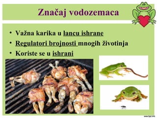 Značaj vodozemaca
• Važna karika u lancu ishrane
• Regulatori brojnosti mnogih životinja
• Koriste se u ishrani
 