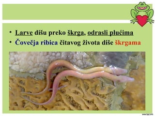 • Larve dišu preko škrga, odrasli plućima
• Čovečja ribica čitavog života diše škrgama
 