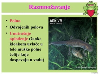 Razmnožavanje
• Polno
• Odvojenih polova
• Unutrašnje
oplođenje (ženke
kloakom uvlače u
telo muške polne
ćelije koje
dospevaju u vodu)
 