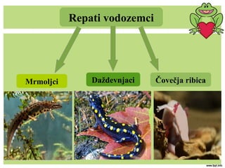 Repati vodozemci
Mrmoljci Daždevnjaci Čovečja ribica
 