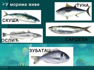 У морима живе
СКУША
ТУНА
ОСЛИЋ
ЗУБАТАЦ
САРДЕЛА
 