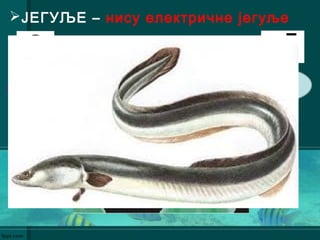 ЈЕГУЉЕ – нису електричне јегуље
рек
е
Бочатне
воде
МРЕСТ
 