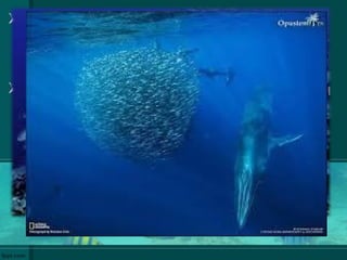 Харинге, инћуни, сарделе и бакалар
у доба мреста образују ЈАТА.
Јата – заједнице са огромним бројем
јединки
 