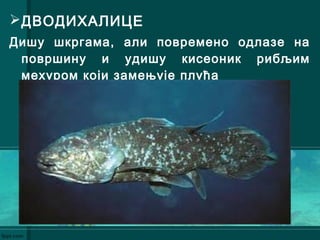 ДВОДИХАЛИЦЕ
Дишу шкргама, али повремено одлазе на
површину и удишу кисеоник рибљим
мехуром који замењује плућа
 