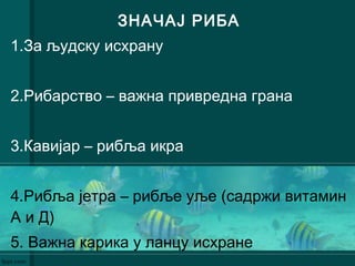 ЗНАЧАЈ РИБА
1.За људску исхрану
2.Рибарство – важна привредна грана
3.Кавијар – рибља икра
4.Рибља јетра – рибље уље (садржи витамин
А и Д)
5. Важна карика у ланцу исхране
 