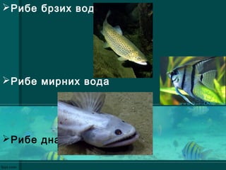 Рибе брзих вода
Рибе мирних вода
Рибе дна
 