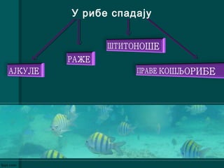У рибе спадају
 