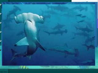  Становници мора
 Хрскавичави скелет
 Зуболике крљушти
 Свака шкрга има посебан отвор
 Велике грабљивице
 Немају рибљи мехур
 