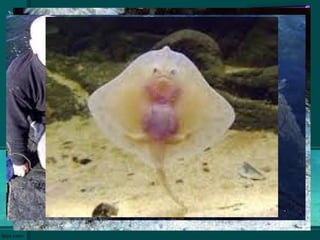 На дну мора
Грудна пераја су проширена и леже
са стране тела
Немају рибљи мехур
 