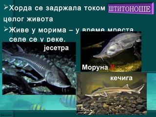 Хорда се задржала током
целог живота
Живе у морима – у време мреста
селе се у реке.
Моруна !!
јесетра
кечига
 
