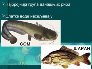 Најбројнија група данашњих риба
Слатке воде насељавају
СОМ
ШАРАН
 