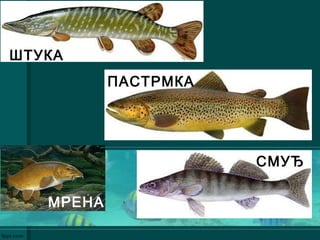 ШТУКА
ПАСТРМКА
МРЕНА
СМУЂ
 