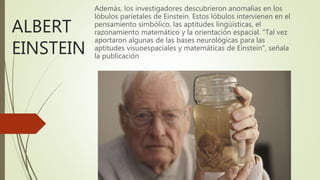 ALBERT
EINSTEIN
Además, los investigadores descubrieron anomalías en los
lóbulos parietales de Einstein. Estos lóbulos intervienen en el
pensamiento simbólico, las aptitudes lingüísticas, el
razonamiento matemático y la orientación espacial. "Tal vez
aportaron algunas de las bases neurológicas para las
aptitudes visuoespaciales y matemáticas de Einstein", señala
la publicación
 