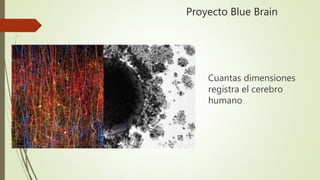 Proyecto Blue Brain
Cuantas dimensiones
registra el cerebro
humano
 