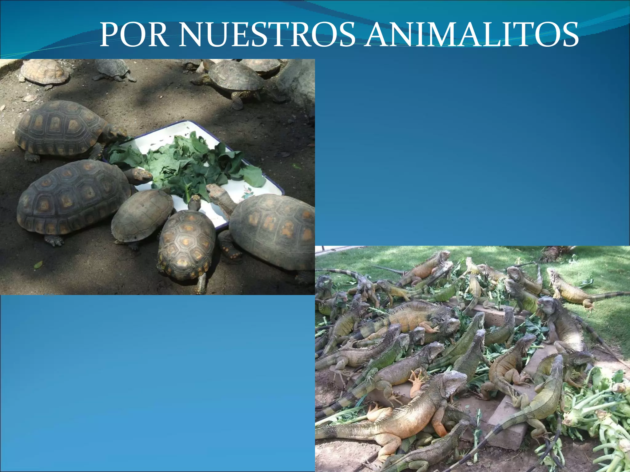 POR NUESTROS ANIMALITOS