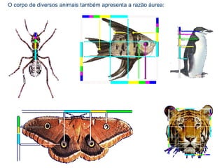O corpo de diversos animais também apresenta a razão áurea:
 