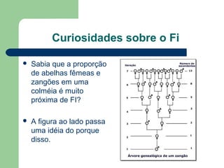 Curiosidades sobre o Fi
 Sabia que a proporção
de abelhas fêmeas e
zangões em uma
colméia é muito
próxima de FI?
 A figura ao lado passa
uma idéia do porque
disso.
 