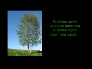 Клейкие почки,
зеленые листочки.
С белой корой
стоит под горой…
 