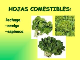 HOJAS COMESTIBLES: - lechuga -acelga -espinaca