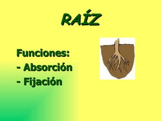 RAÍZ Funciones: - Absorción - Fijación