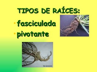 TIPOS DE RAÍCES : fasciculada pivotante