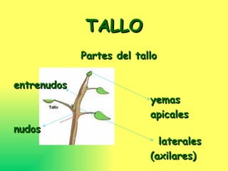 TALLO Partes del tallo entrenudos yemas apicales nudos laterales (axilares)