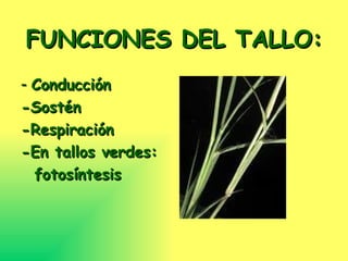 FUNCIONES DEL TALLO: - Conducción -Sostén -Respiración -En tallos verdes: fotosíntesis