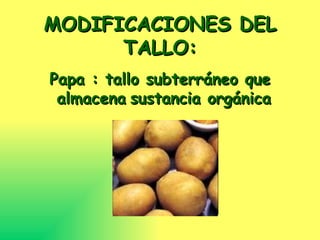MODIFICACIONES DEL TALLO: Papa : tallo subterráneo que almacena sustancia orgánica